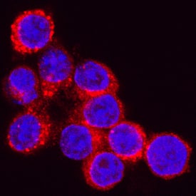 Immunocytochemistry Cathepsin D Antibody [Unconjugated]