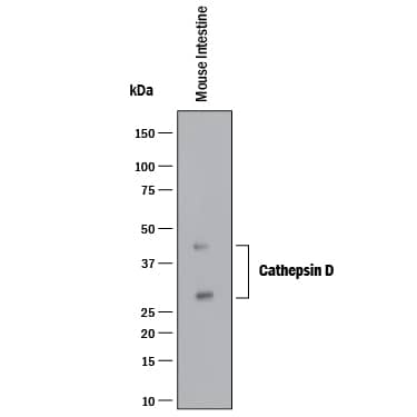 Western Blot Cathepsin D Antibody [Unconjugated]