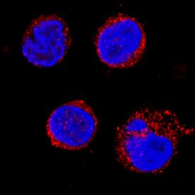 Cathepsin D was detected in immersion fixed U937 human histiocytic lymphoma cell line using Mouse Anti-Human Cathepsin D Monoclonal Antibody (Catalog # MAB10141) at 8 µg/mL for 3 hours at room temperature. Cells were stained using the NorthernLights™ 557-conjugated Anti-Mouse IgG Secondary Antibody (red; Catalog # NL007) and counterstained with DAPI (blue). Specific staining was localized to cytoplasm. View our protocol for Fluorescent ICC Staining of Cells on Coverslips.