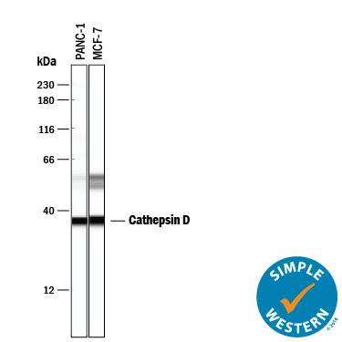 Simple Western lane view shows lysates of PANC‑1 human pancreatic carcinoma cell line and MCF‑7 human breast cancer cell line, loaded at 0.2 mg/mL. Specific bands were detected for Cathepsin D at approximately 36 and 52-57 kDa (as indicated) using 2 µg/mL of Mouse Anti-Human Cathepsin D Monoclonal Antibody (Catalog # MAB1014) . This experiment was conducted under reducing conditions and using the 12-230 kDa separation system.