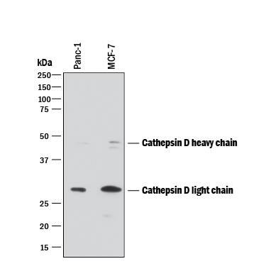 Western blot shows lysates of PANC-1 human pancreatic carcinoma cell line and MCF-7 human breast cancer cell line. PVDF membrane was probed with 0.2 µg/mL of Mouse Anti-Human Cathepsin D Monoclonal Antibody (Catalog # MAB1014) followed by HRP-conjugated Anti-Mouse IgG Secondary Antibody (Catalog # HAF018). Specific bands were detected for Cathepsin D at approximately 28 and 46 kDa (as indicated). This experiment was conducted under reducing conditions and using Immunoblot Buffer Group 1.