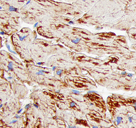 Immunohistochemistry Cathepsin F Antibody (237208) [Unconjugated]