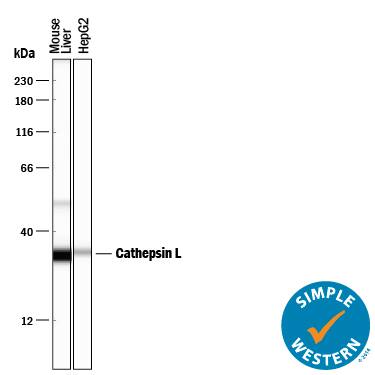 Simple Western lane view shows lysates of mouse liver tissue and HepG2 human hepatocellular carcinoma cell line, loaded at 0.2 mg/mL. Specific bands were detected for Cathepsin L at approximately 51 and 34 kDa (as indicated) using 10 µg/mL of Goat Anti-Mouse Cathepsin L Antigen Affinity-purified Polyclonal Antibody (Catalog # AF1515) followed by 1:50 dilution of HRP-conjugated Anti-Goat IgG Secondary Antibody (HAF109). This experiment was conducted under reducing conditions and using the 12-230 kDa separation system.