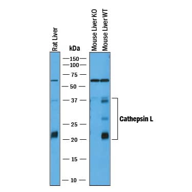 Western blot shows lysates of rat liver tissue, mouse liver tissue (wild type), and mouse liver tissue (knock out). PVDF membrane was probed with 1 µg/mL of Goat Anti-Mouse Cathepsin L Antigen Affinity-purified Polyclonal Antibody (Catalog # AF1515) followed by HRP-conjugated Anti-Goat IgG Secondary Antibody (HAF017). Specific bands were detected for Cathepsin L at approximately 22-38 kDa (as indicated). This experiment was conducted under reducing conditions and using Immunoblot Buffer Group 1.
