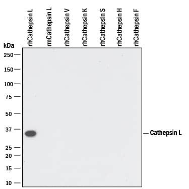 Western blot shows 10 ng of Recombinant Human Cathepsin L (952-CY), Recombinant Mouse Cathepsin L (1515-CY), Recombinant Human Cathepsin V (1080-CY), Recombinant Human Cathepsin K, Recombinant Human Cathepsin S (1183-CY), Recombinant Human Cathepsin H (7516-CY), and Recombinant Human Cathepsin F. PVDF Membrane was probed with 0.1 µg/mL of Goat Anti-Human Cathepsin L Antigen Affinity-purified Polyclonal Antibody (Catalog # AF952) followed by HRP-conjugated Anti-Goat IgG Secondary Antibody (HAF109). A specific band was detected for Cathepsin L at approximately 35 kDa (as indicated). This experiment was conducted under reducing conditions and using Immunoblot Buffer Group 3.