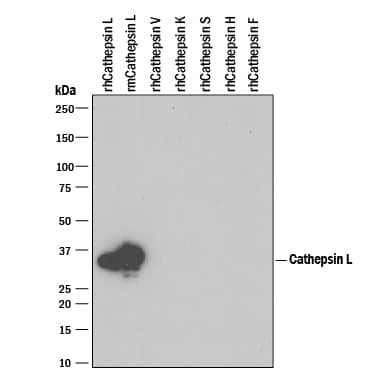 Western blot shows 100 ng of Recombinant Human Cathepsin L (Catalog # 952-CY), Recombinant Mouse Cathepsin L (Catalog # 1515-CY), Recombinant Human Cathepsin V (Catalog # 1080-CY), Recombinant Human Cathepsin K, Recombinant Human Cathepsin S (Catalog # 1183-CY), Recombinant Human Cathepsin H (Catalog # 7516-CY), and Recombinant Human Cathepsin F. PVDF Membrane was probed with 1 µg/mL of Rat Anti-Human/Mouse Cathepsin L Monoclonal Antibody (Catalog # MAB9521) followed by HRP-conjugated Anti-Rat IgG Secondary Antibody (Catalog # HAF005). A specific band was detected for Cathepsin L at approximately 35 kDa (as indicated). This experiment was conducted under reducing conditions and using Immunoblot Buffer Group 3. For natural samples, we recommend the use of Catalog # AF1515.