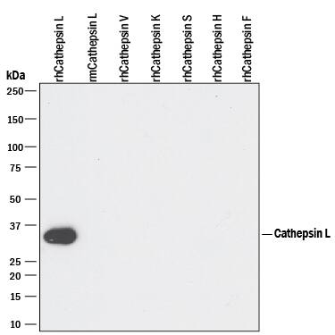 Western blot shows 100 ng of Recombinant Human Cathepsin L (Catalog # 952-CY), Recombinant Mouse Cathepsin L (Catalog # 1515-CY), Recombinant Human Cathepsin V (Catalog # 1080-CY), Recombinant Human Cathepsin K, Recombinant Human Cathepsin S (Catalog # 1183-CY), Recombinant Human Cathepsin H (Catalog # 7516-CY), and Recombinant Human Cathepsin F. PVDF Membrane was probed with 1 µg/mL of Rat Anti-Human Cathepsin L Monoclonal Antibody (Catalog # MAB952) followed by HRP-conjugated Anti-Rat IgG Secondary Antibody (Catalog # HAF005). A specific band was detected for Cathepsin L at approximately 35 kDa (as indicated). This experiment was conducted under reducing conditions and using Immunoblot Buffer Group 3.
