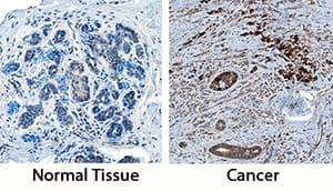 Immunohistochemistry Cathepsin X/Z/P Antibody [Unconjugated]