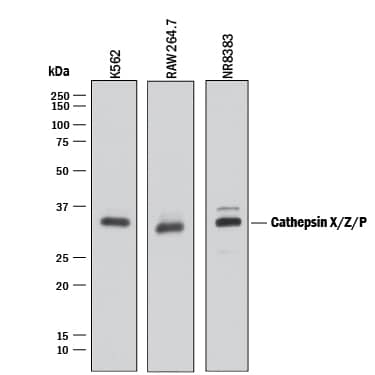Western Blot Cathepsin X/Z/P Antibody [Unconjugated]