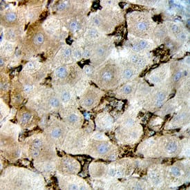 Immunohistochemistry Caveolin-1 Antibody [Unconjugated]