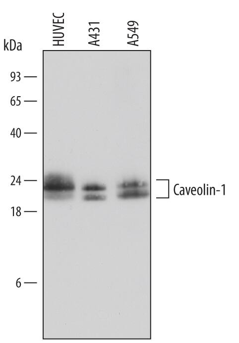 Western Blot Caveolin-1 Antibody [Unconjugated]