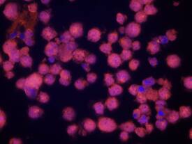 Immunocytochemistry Caveolin-2 Antibody [Unconjugated]