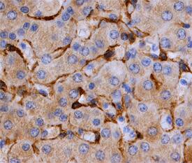 Immunohistochemistry Caveolin-2 Antibody [Unconjugated]