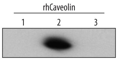 Western Blot Caveolin-2 Antibody [Unconjugated]