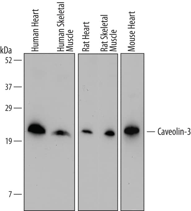 Western Blot Caveolin-3 Antibody (682708)