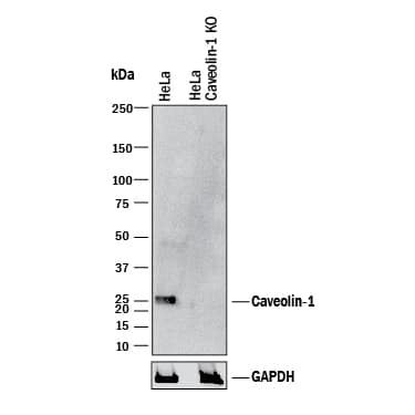 Knockout Validated Caveolin-1 Antibody [Unconjugated]