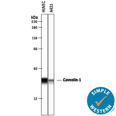 Simple Western Caveolin-1 Antibody [Unconjugated]