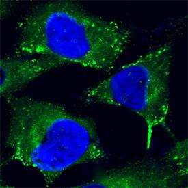 Caveolin-1 was detected in formaldehyde fixed HeLa human cervical epithelial carcinoma cell line using Mouse Anti-Human/Mouse/Rat Caveolin-1 Biotinylated Monoclonal Antibody (Catalog # BAM5736) at 25 µg/mL overnight at 4 °C. Cells were stained using the NorthernLights™ 493-conjugated Streptavidin (green; Catalog # NL997) and counterstained with DAPI (blue). Specific staining was localized to caveolae. View our protocol for Fluorescent ICC Staining of Cells on Coverslips.