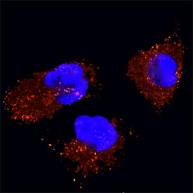 Caveolin-2 was detected in formaldehyde fixed HeLa human cervical epithelial carcinoma cell line using Goat Anti-Human/Mouse/Rat Caveolin-2 Biotinylated Antigen Affinity-purified Polyclonal Antibody (Catalog # BAF5788) at 5 µg/mL overnight at 4° C. Cells were stained using the NorthernLights™ 557-conjugated Streptavidin (red; NL999) and counterstained with DAPI (blue). Specific staining was localized to caveolae.