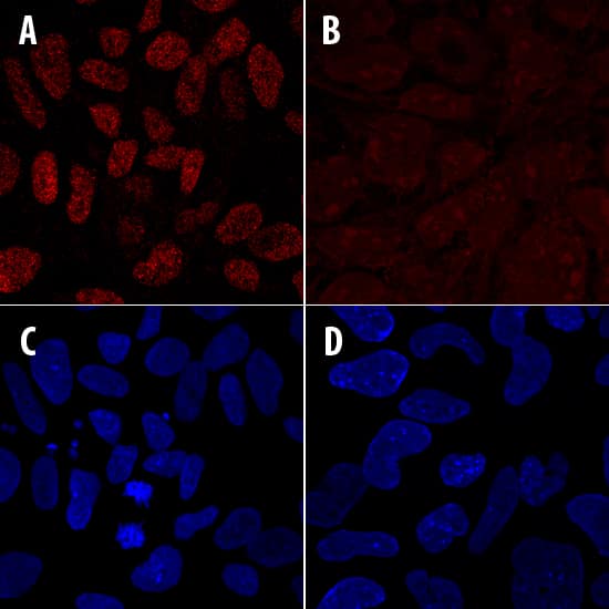 Cbx2 was detected in immersion fixed iPS2 human induced pluripotent stem cells, differentiated with 0.2 µM retinoic acid for 4 days (panels A and C) or undifferentiated (panels B and D), using Mouse Anti-Human Cbx2 Monoclonal Antibody (Catalog # MAB8098) at 10 µg/mL for 3 hours at room temperature. Cells were stained using the NorthernLights™ 557-conjugated Anti-Mouse IgG Secondary Antibody (red, upper panels; Catalog # NL007) and counterstained with DAPI (blue, lower panels). Specific staining was localized to nuclei. View our protocol for Fluorescent ICC Staining of Stem Cells on Coverslips.