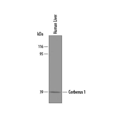 Western Blot Cerberus 1 Antibody [Unconjugated]