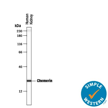 Simple Western lane view shows lysates of human kidney tissue, loaded at 0.2 mg/mL. A specific band was detected for Chemerin at approximately 24 kDa (as indicated) using 50 µg/mL of Goat Anti-Human Chemerin Antigen Affinity-purified Polyclonal Antibody (Catalog # AF2324) followed by 1:50 dilution of HRP-conjugated Anti-Goat IgG Secondary Antibody (HAF109). This experiment was conducted under reducing conditions and using the 12-230 kDa separation system.