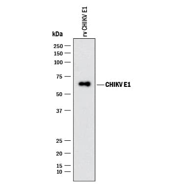 Western Blot Chikungunya Virus E1 Antibody (988122) [Unconjugated]