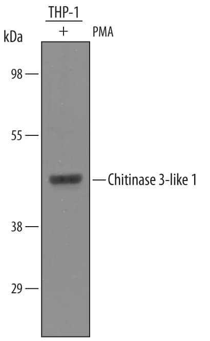 Western blot shows lysates of THP-1 human acute monocytic leukemia cell line treated (+) with 50 ng/mL of PMA for 72 hours. PVDF membrane was probed with 1 µg/mL of Goat Anti-Human Chitinase 3-like 1/YKL-40 Antigen Affinity-purified Polyclonal Antibody (Catalog # AF2599) followed by HRP-conjugated Anti-Goat IgG Secondary Antibody (HAF109). A specific band was detected for Chitinase 3-like 1/YKL-40 at approximately 45 kDa (as indicated). This experiment was conducted under reducing conditions and using Immunoblot Buffer Group 8.