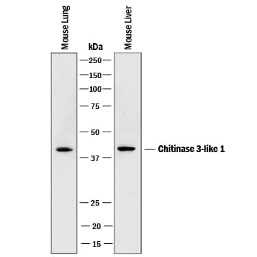 Western blot shows lysates of mouse lung tissue and mouse liver tissue. PVDF membrane was probed with 1 µg/mL of Rat Anti-Mouse Chitinase 3-like 1/YKL-40 Monoclonal Antibody (Catalog # MAB2649) followed by HRP-conjugated Anti-Rat IgG Secondary Antibody (HAF005). A specific band was detected for Chitinase 3-like 1/YKL-40 at approximately 40 kDa (as indicated). This experiment was conducted under reducing conditions and using Immunoblot Buffer Group 1.
