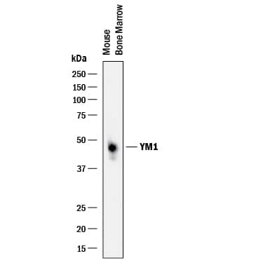 Western Blot YM1/Chitinase 3-like 3 Antibody [Unconjugated]