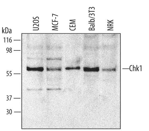 Western blot shows lysates of NRK rat normal kidney cell line, U2OS human osteosarcoma cell line, MCF-7 human breast cancer cell line, CEM human T-lymphoblastoid cell line, and Balb/3T3 mouse embryonic fibroblast cell line. PVDF membrane was probed with 1 µg/mL of Goat Anti-Human/Mouse/Rat Chk1 Antigen Affinity-purified Polyclonal Antibody (Catalog # AF1630) followed by HRP-conjugated Anti-Goat IgG Secondary Antibody (Catalog # HAF017). A specific band was detected for Chk1 at approximately 57 kDa (as indicated). This experiment was conducted under reducing conditions and using Immunoblot Buffer Group 1.