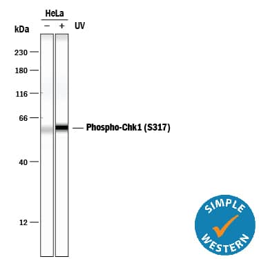 <b>Biological Strategies Validation. </b>Simple Western lane view shows lysates of HeLa human cervical epithelial carcinoma cell line untreated (-) or treated (+) with 50 J/m2ultraviolet light (UV) for 2 hours, loaded at 0.2 mg/mL. A specific band was detected for Phospho-Chk1 (S317) at approximately 60 kDa (as indicated) using 10 µg/mL of Rabbit Anti-Human/Mouse/Rat Phospho-Chk1 (S317) Antigen Affinity-purified Polyclonal Antibody (Catalog # AF2054). This experiment was conducted under reducing conditions and using the 12-230 kDa separation system.