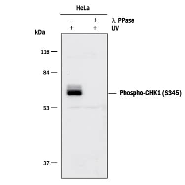 Western blot shows lysates of HeLa human cervical epithelial carcinoma cell line exposed to 50 J/m2UV-C with a 2 hour recovery. PVDF membrane was probed with 1 µg/mL Rabbit Anti-Human Phospho-Chk1 (S345) Antigen Affinity-purified Polyclonal Antibody (Catalog # AF2475) followed by HRP-conjugated Anti-Rabbit IgG Secondary Antibody (Catalog # HAF008). A specific band for Phospho-Chk1 (S345) was detected at approximately 55-60 kDa (as indicated). The phospho-specificity of this antibody was supported by decreased labeling following treatment with 600 U lambda-phosphatase (lambda-PPase) for 1 hour. This experiment was conducted under reducing conditions and using Immunoblot Buffer Group 1.