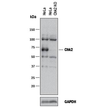 <b>Genetic Strategies Validation. </b>Western blot shows lysates of HeLa human cervical epithelial carcinoma parental cell line and Chk2 knockout HeLa cell line (KO). PVDF membrane was probed with 1 µg/mL of Goat Anti-Human Chk2 Antigen Affinity-purified Polyclonal Antibody (Catalog # AF1358) followed by HRP-conjugated Anti-Goat IgG Secondary Antibody (Catalog # HAF017). A specific band was detected for Chk2 at approximately 68 kDa (as indicated) in the parental HeLa cell line, but is not detectable in knockout HeLa cell line. GAPDH (Catalog # AF5718) is shown as a loading control. This experiment was conducted under reducing conditions and using Immunoblot Buffer Group 1.