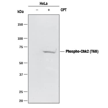 Western blot shows lysates of HeLa human cervical epithelial carcinoma cell line untreated (-) or treated (+) with 1 µM Camptothecin (CPT) for 5 hours. PVDF membrane was probed with 2 µg/mL of Rabbit Anti-Human Phospho-Chk2 (T68) Monoclonal Antibody (Catalog # MAB1626) followed by HRP-conjugated Anti-Rabbit IgG Secondary Antibody (Catalog # HAF008). A specific band was detected for Chk2 at approximately 68 kDa (as indicated). This experiment was conducted under reducing conditions and using Immunoblot Buffer Group 1.