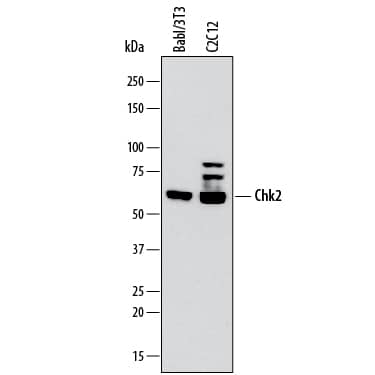Western blot shows lysates of Balb/3T3 mouse embryonic fibroblast cell line and C2C12 mouse myoblast cell line. PVDF membrane was probed with 2 µg/mL of Rat Anti-Mouse Chk2 Monoclonal Antibody (Catalog # MAB22851) followed by HRP-conjugated Anti-Rat IgG Secondary Antibody (Catalog # HAF005). A specific band was detected for Chk2 at approximately 61 kDa (as indicated). This experiment was conducted under reducing conditions and using Immunoblot Buffer Group 1.