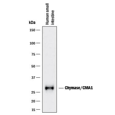 Western blot shows lysates of human small intestine tissue. PVDF membrane was probed with 1 µg/mL of Sheep Anti-Human Chymase/CMA1 Antigen Affinity-purified Polyclonal Antibody (Catalog # AF4099) followed by HRP-conjugated Anti-Goat IgG Secondary Antibody (Catalog # HAF017). A specific band was detected for Chymase/CMA1 at approximately 28 kDa (as indicated). This experiment was conducted under reducing conditions and using Immunoblot Buffer Group 1.