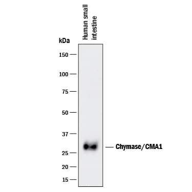 Western Blot Chymase/CMA1/Mast Cell Chymase Antibody (422818) [Unconjugated]