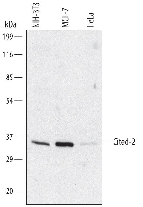 Western Blot Cited-2 Antibody (477226) [Unconjugated]