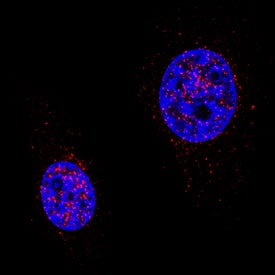 Immunocytochemistry Cited-2 Antibody (477226) [Unconjugated]