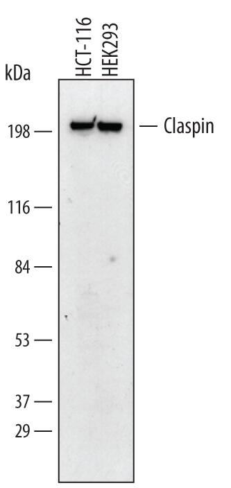 Western blot shows lysates of HCT-116 human colorectal carcinoma cell line and HEK293 human embryonic kidney cell line. PVDF membrane was probed with 1 µg/mL of Human Claspin Monoclonal Antibody (Catalog # MAB3310) followed by HRP-conjugated Anti-Mouse IgG Secondary Antibody (Catalog # HAF007). A specific band was detected for Claspin at approximately 220 kDa (as indicated). This experiment was conducted under reducing conditions and using Immunoblot Buffer Group 1.