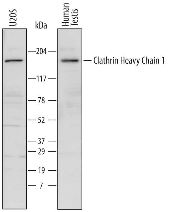 Western blot shows lysates of U2OS human osteosarcoma cell line and human testis tissue. PVDF Membrane was probed with 1 µg/mL of Sheep Anti-Human Clathrin Heavy Chain 1/CHC17 Antigen Affinity-purified Polyclonal Antibody (Catalog # AF6784) followed by HRP-conjugated Anti-Sheep IgG Secondary Antibody (Catalog # HAF016). A specific band was detected for Clathrin Heavy Chain 1/CHC17 at approximately 180 kDa (as indicated). This experiment was conducted under reducing conditions and using Immunoblot Buffer Group 1.