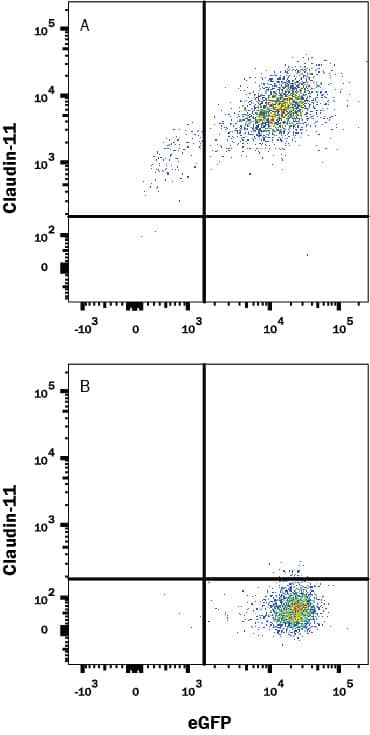 Flow Cytometry Claudin-11 Antibody (398205R) [Unconjugated]