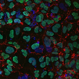 Immunocytochemistry Claudin-6 Antibody (342927) [Unconjugated]
