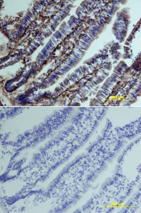 Clusterin was detected in perfusion fixed frozen sections of mouse intestine using Goat Anti-Mouse Clusterin Antigen Affinity-purified Polyclonal Antibody (Catalog # AF2747) at 15 µg/mL overnight at 4 °C. Tissue was stained using the Anti-Goat HRP-DAB Cell & Tissue Staining Kit (brown; Catalog # CTS008) and counterstained with hematoxylin (blue). Lower panel shows a lack of labeling if primary antibodies are omitted and tissue is stained only with secondary antibody followed by incubation with detection reagents. View our protocol for Chromogenic IHC Staining of Frozen Tissue Sections.