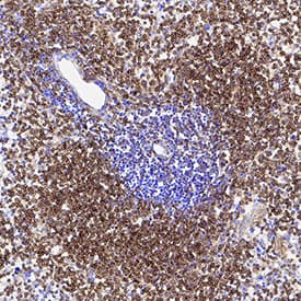 Immunohistochemistry Clusterin/APOJ Antibody (350227) [Unconjugated]