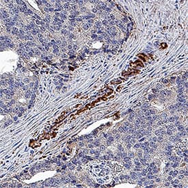 Immunohistochemistry Clusterin/APOJ Antibody (350227) [Unconjugated]