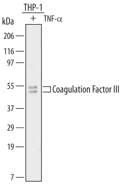 Western blot shows lysates of THP-1 human acute monocytic leukemia cell line treated (+) with TNF-a. PVDF membrane was probed with 2 µg/mL of Mouse Anti-Human Coagulation Factor III/Tissue Factor Monoclonal Antibody (Catalog # MAB2339) followed by HRP-conjugated Anti-Mouse IgG Secondary Antibody (Catalog # HAF007). A specific band was detected for Coagulation Factor III at approximately 50 and 54 kDa (as indicated). This experiment was conducted under reducing conditions and using Immunoblot Buffer Group 1.