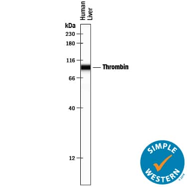 Simple Western lane view shows lysates of human liver tissue, loaded at 0.2 mg/mL. A specific band was detected for Coagulation Factor II/Thrombin at approximately 95 kDa (as indicated) using 10 µg/mL of Goat Anti-Human Coagulation Factor II/Thrombin Antigen Affinity-purified Polyclonal Antibody (Catalog # AF1148) followed by 1:50 dilution of HRP-conjugated Anti-Goat IgG Secondary Antibody (Catalog # HAF109). This experiment was conducted under reducing conditions and using the 12-230 kDa separation system.