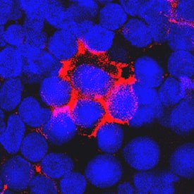 Immunocytochemistry Coagulation Factor VII Antibody [Unconjugated]